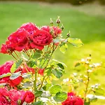 Bed & Breakfast Giulia 4*